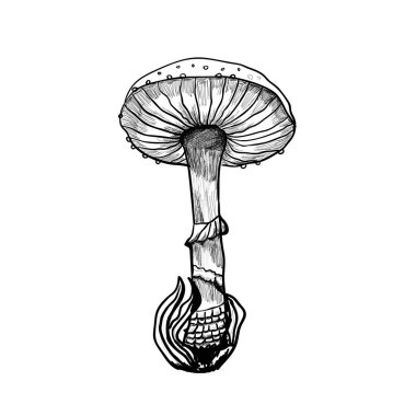 amanita mantar çizim el çizimi vektörü