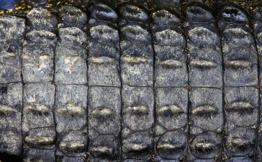 timsah derisi Close-Up