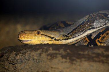 African Rock Python clipart