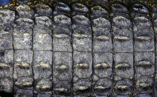 Primo piano della pelle di coccodrillo — Foto Stock