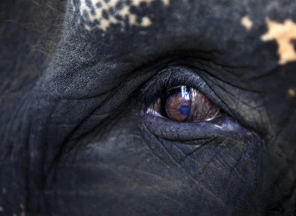 Глаз слона крупным планом — стоковое фото