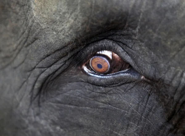 Elephant eye närbild — Stockfoto