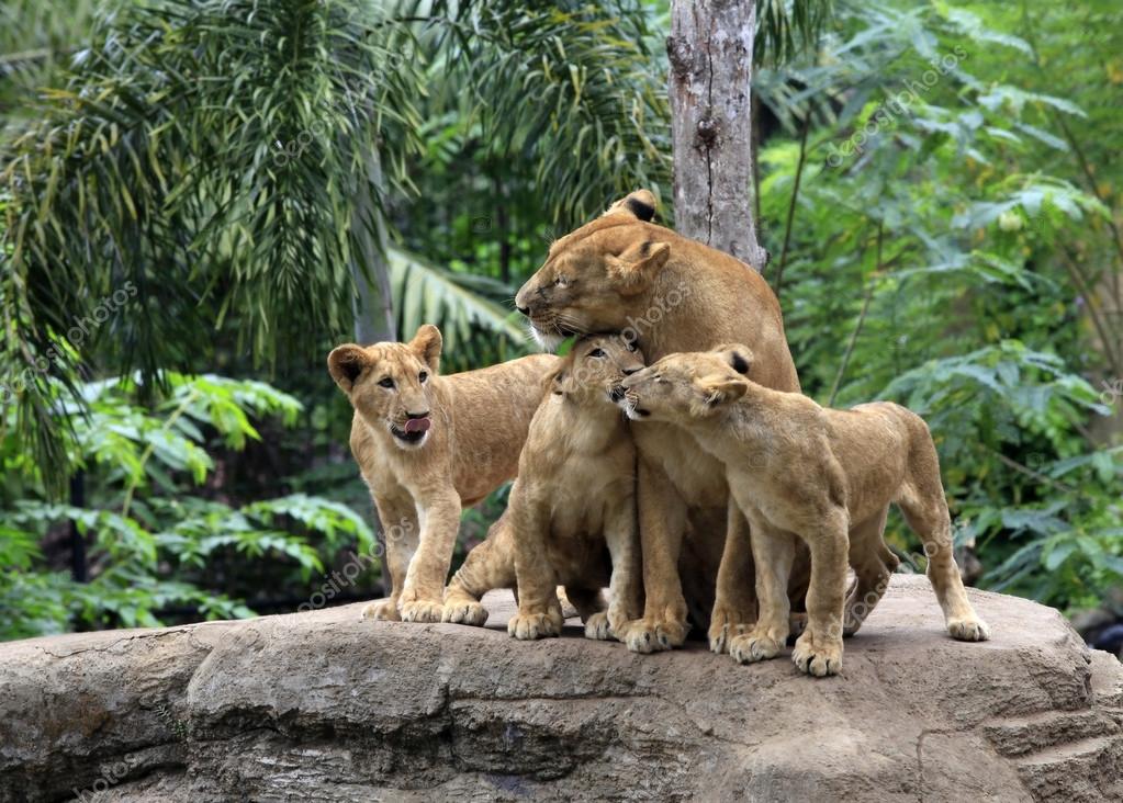 Family of lions Stock Photo by ©friday 12233432