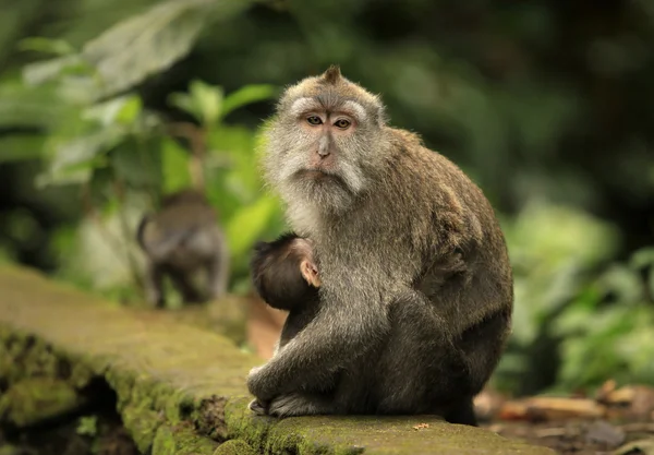 Familia de monos — Foto de Stock