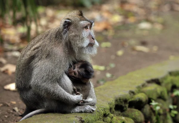 Família de macacos — Fotografia de Stock