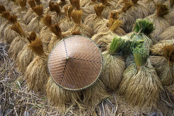 Arroz paddy no campo — Fotografia de Stock