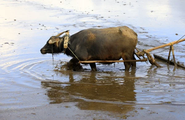 Bufalo nel campo — Foto Stock