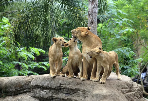 Familia de leones —  Fotos de Stock