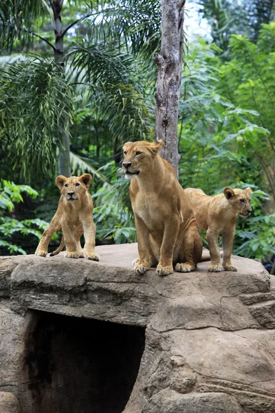 Familia de leones — Foto de Stock