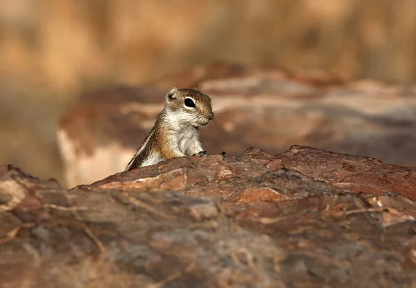 El suslik — Foto de Stock