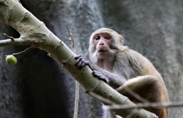 Portrait of monkey — Stock Photo, Image