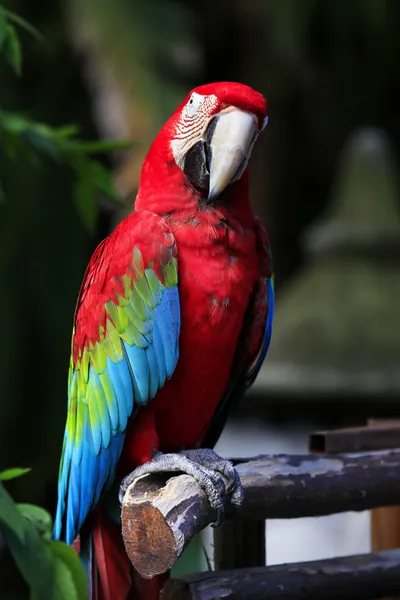 Papuga na oddział — Zdjęcie stockowe