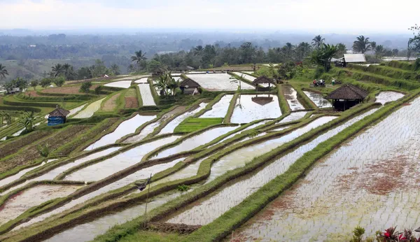 Terraced rice — Stock Photo, Image