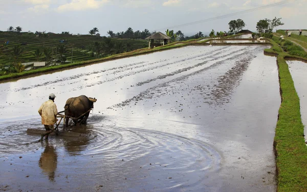 Agricultor asiático — Fotografia de Stock