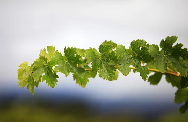 Grapevine — Stock Photo, Image