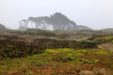 Half Moon Bay
