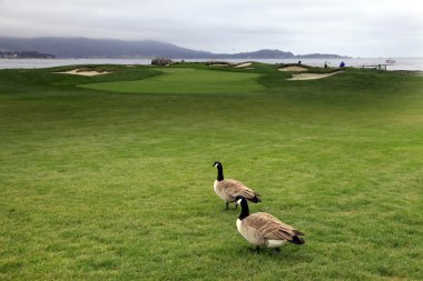 Luxury Golf clipart