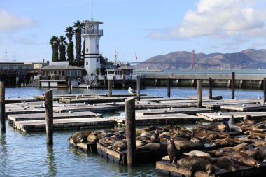 pier 39 ve deniz aslanları bu