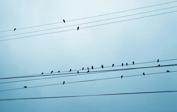 Vogels op een draad — Stockfoto