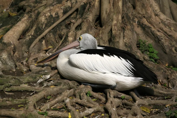 American pelican rests — Stock Photo, Image