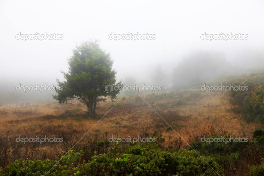 Misty morning with trees in silhouette