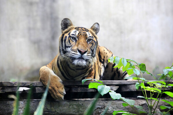 Portrait of a Royal Bengal tiger