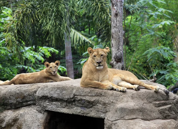 Family of lions — Stock Photo, Image