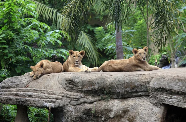 Familie van leeuwen — Stockfoto