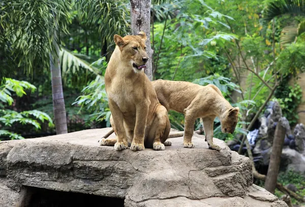 Familia de leones — Foto de Stock