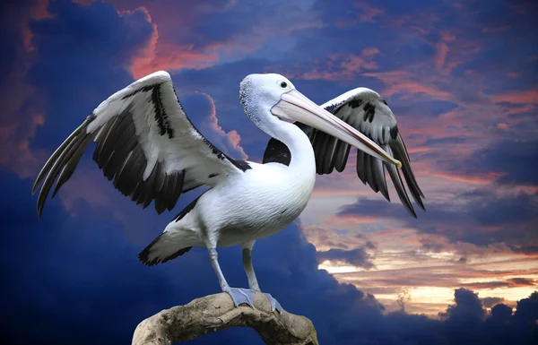 Pelican — Stock Photo, Image