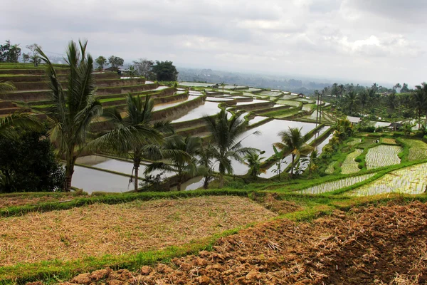 Rice plantation in the cloudy afternoon — Stock Photo, Image