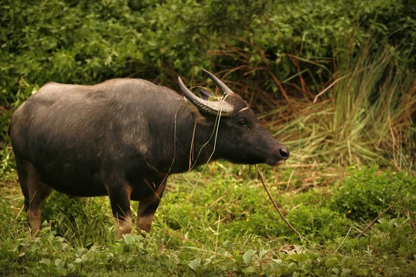 Banteng o Red Bull — Foto Stock