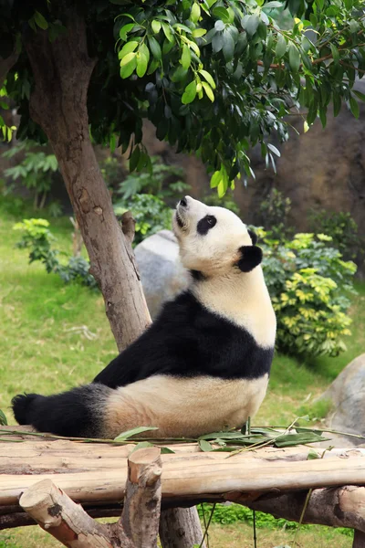 Gran oso panda — Foto de Stock