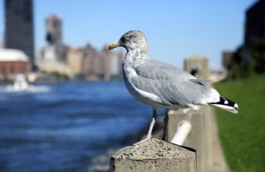 Seagull şehir