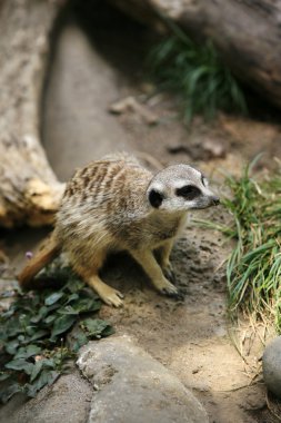 Suricate