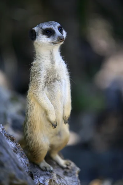 Suricate — Zdjęcie stockowe