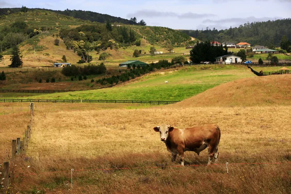 Pasoucí se kráva — Stock fotografie