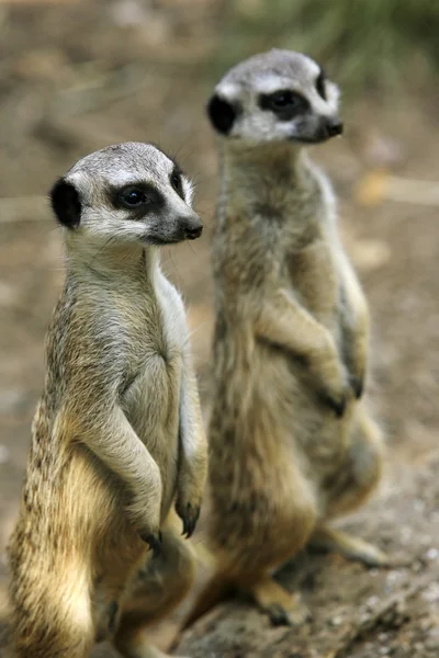 Suricate —  Fotos de Stock