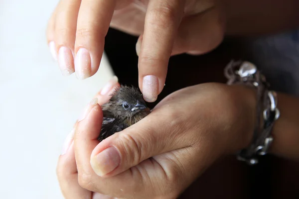 Moineau poussin bébé — Photo