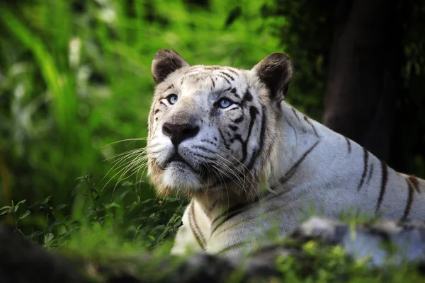 Tigre branco — Fotografia de Stock