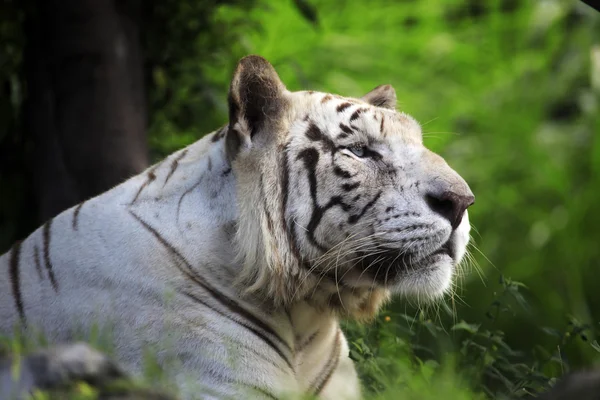 Tigre blanco — Foto de Stock