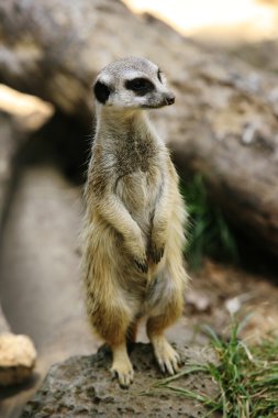 Suricate