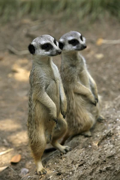 Suricate — Foto de Stock