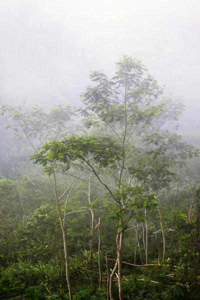 Jungle dans le brouillard — Photo