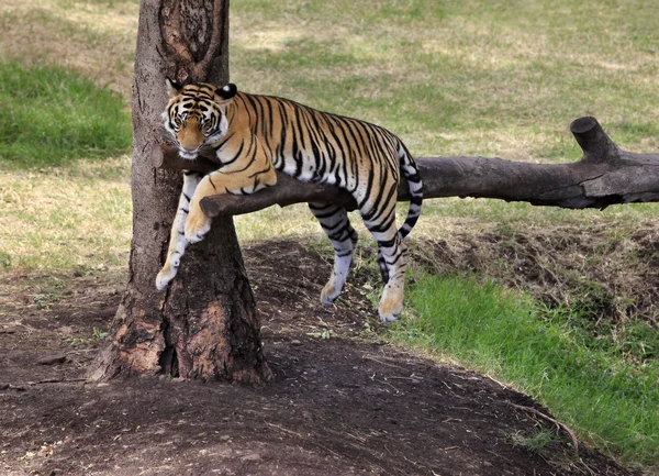 Tigre —  Fotos de Stock