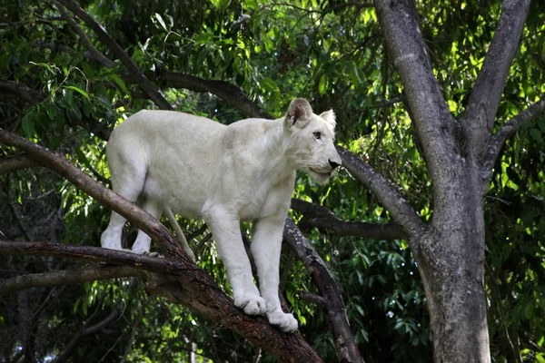 Biały lew — Zdjęcie stockowe