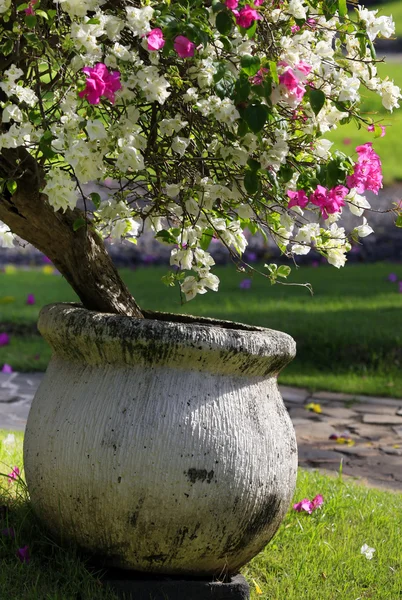 Tropische bloemen in een pot — Stockfoto