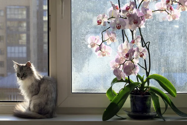 Chat et une orchidée — Photo