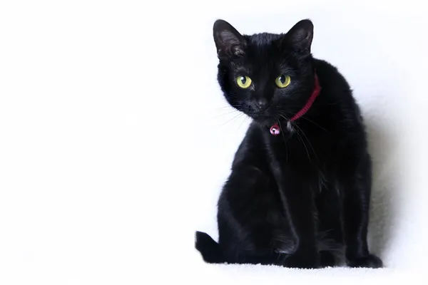 Schwarze Katze — Stockfoto