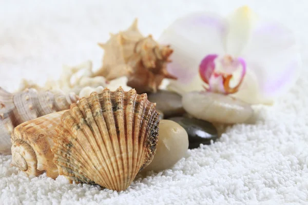 Sea cockleshells and orchid — Stock Photo, Image